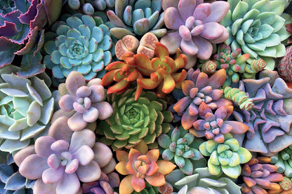 🔥LAST DAY 80% OFF-Succulents