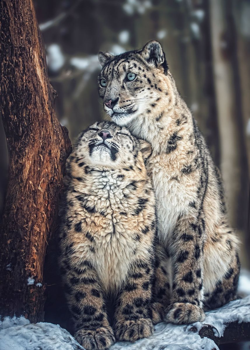 🔥LAST DAY 80% OFF-Snow Leopards