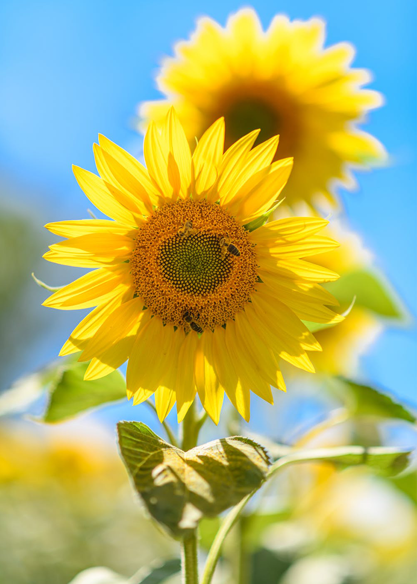 🔥LAST DAY 80% OFF-A Yellow Sunflower in Full Bloom